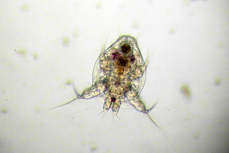 Copepode